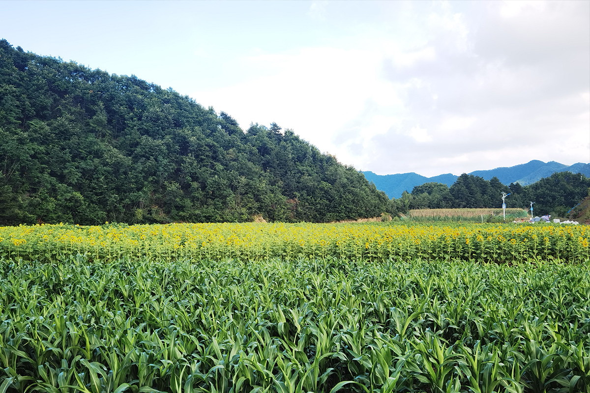 ̫���ǹ�����tyc(�й�����)���޹�˾